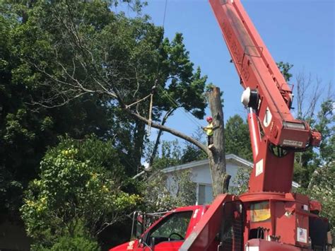orange county tree removal service